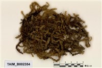 藏品(大羽苔)的圖片